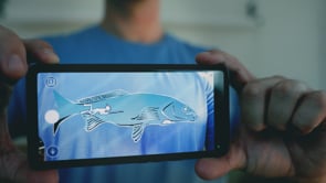 Gynburra - Butterfish Augmented Reality